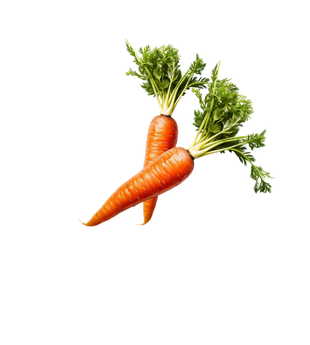 carrot
