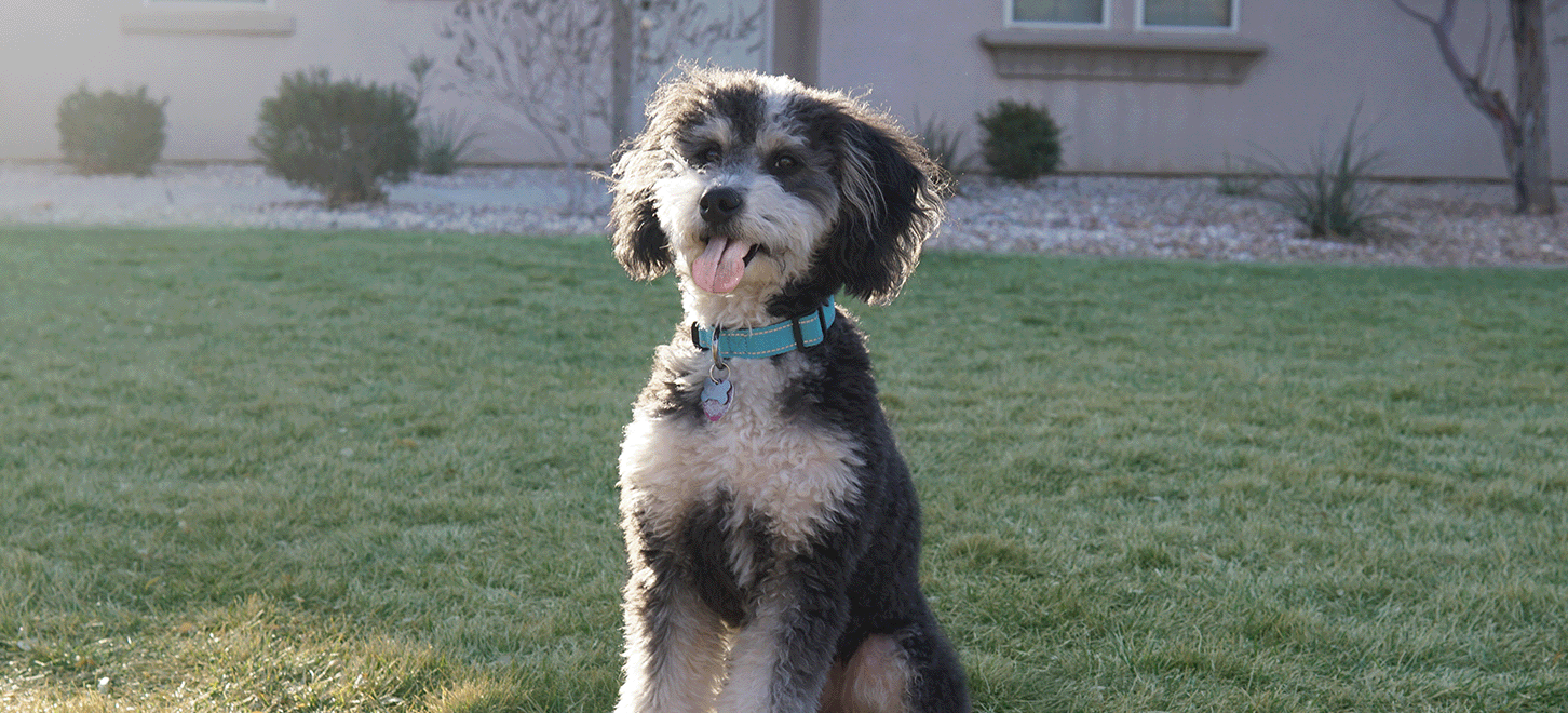 A small black and white fluffy happy dog sitting on a grassy lawn with its tongue out, wearing a teal collar, showcasing a healthy, active pet lifestyle supported by natural whole-food nutrition for dogs.