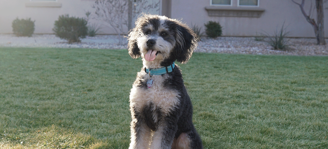 A small black and white fluffy happy dog sitting on a grassy lawn with its tongue out, wearing a teal collar, showcasing a healthy, active pet lifestyle supported by natural whole-food nutrition for dogs.