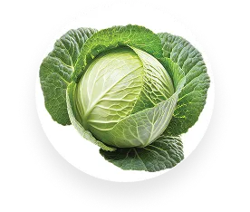 Green Cabbage