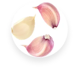 Garlic