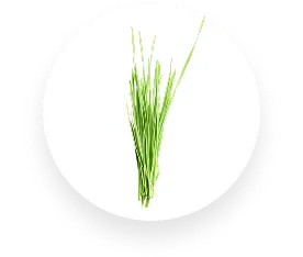 Wheatgrass