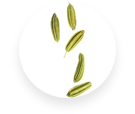 Fennel