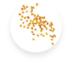 Fenugreek