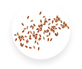 Flax