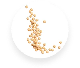 Soybean