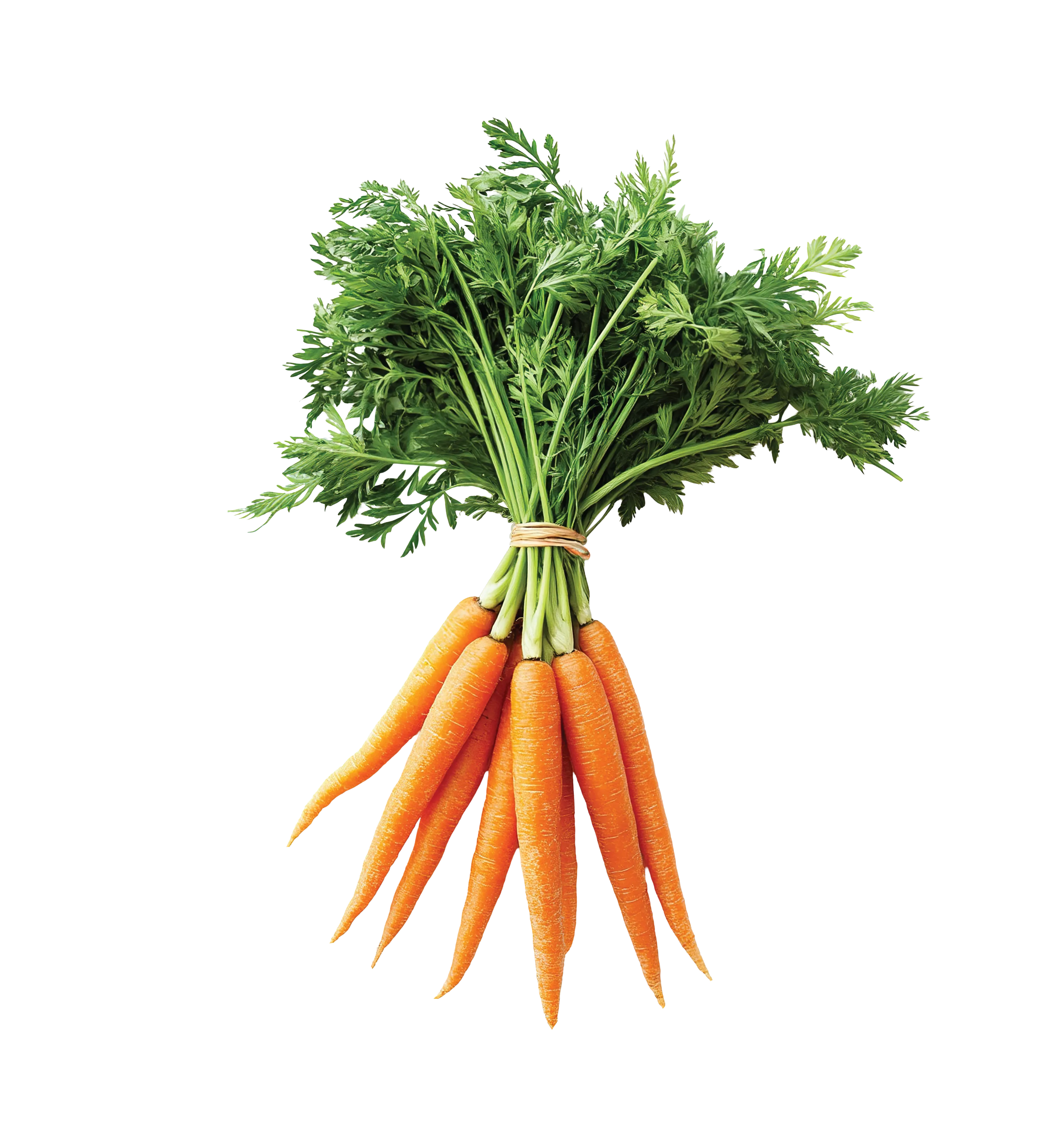 Carrot