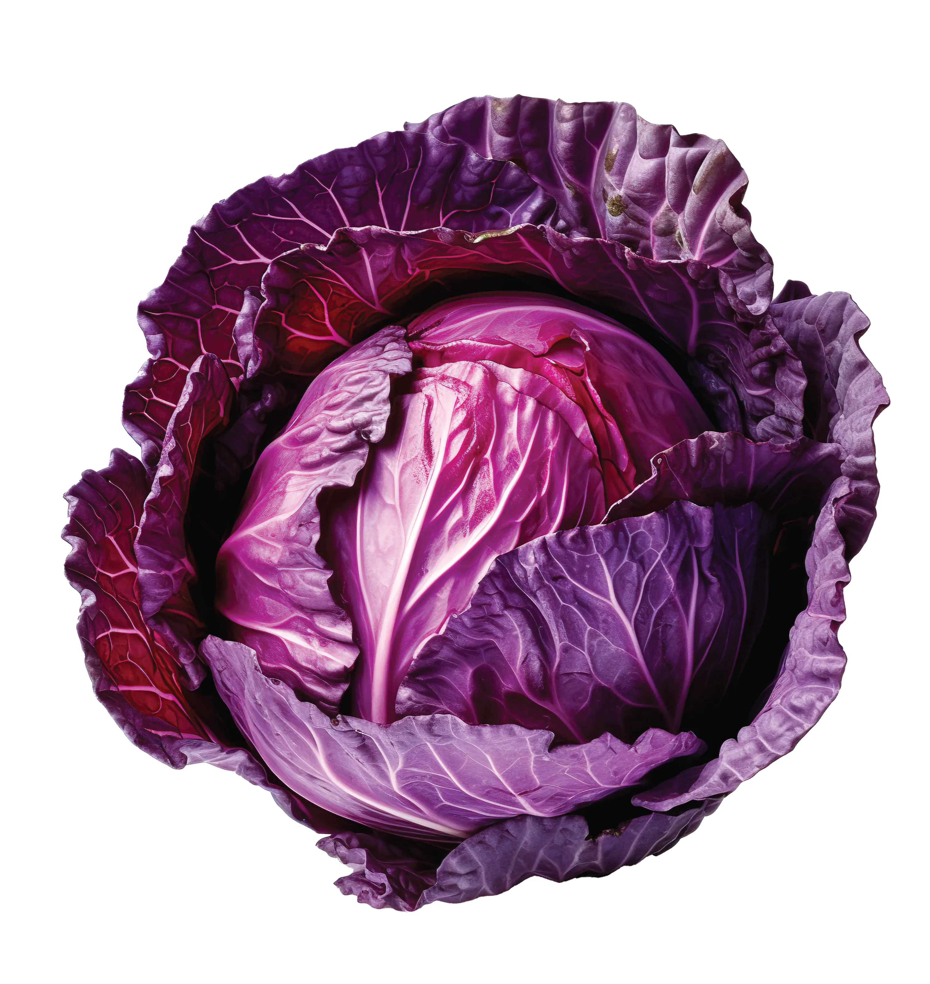 Red Cabbage