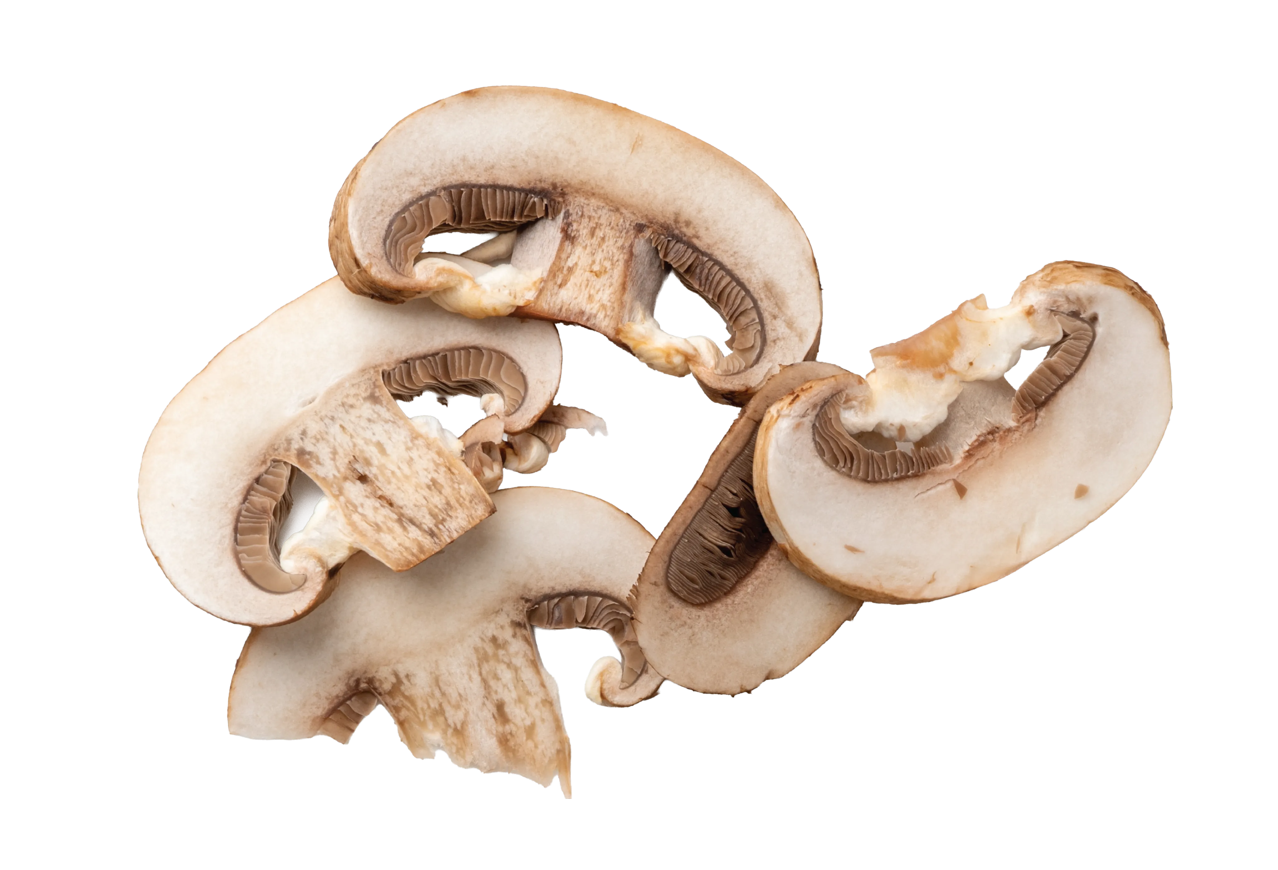 Shiitake Mushroom