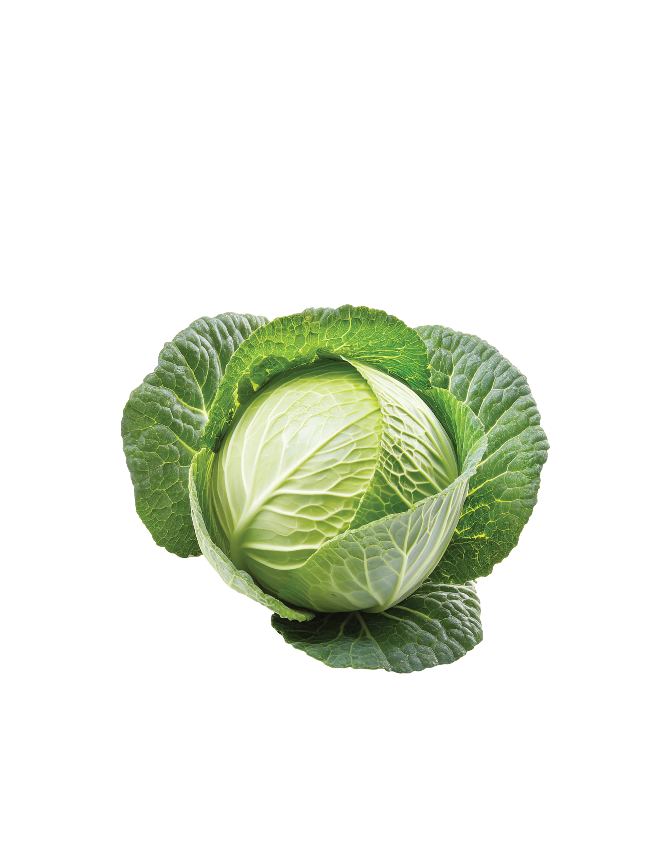 Green Cabbage