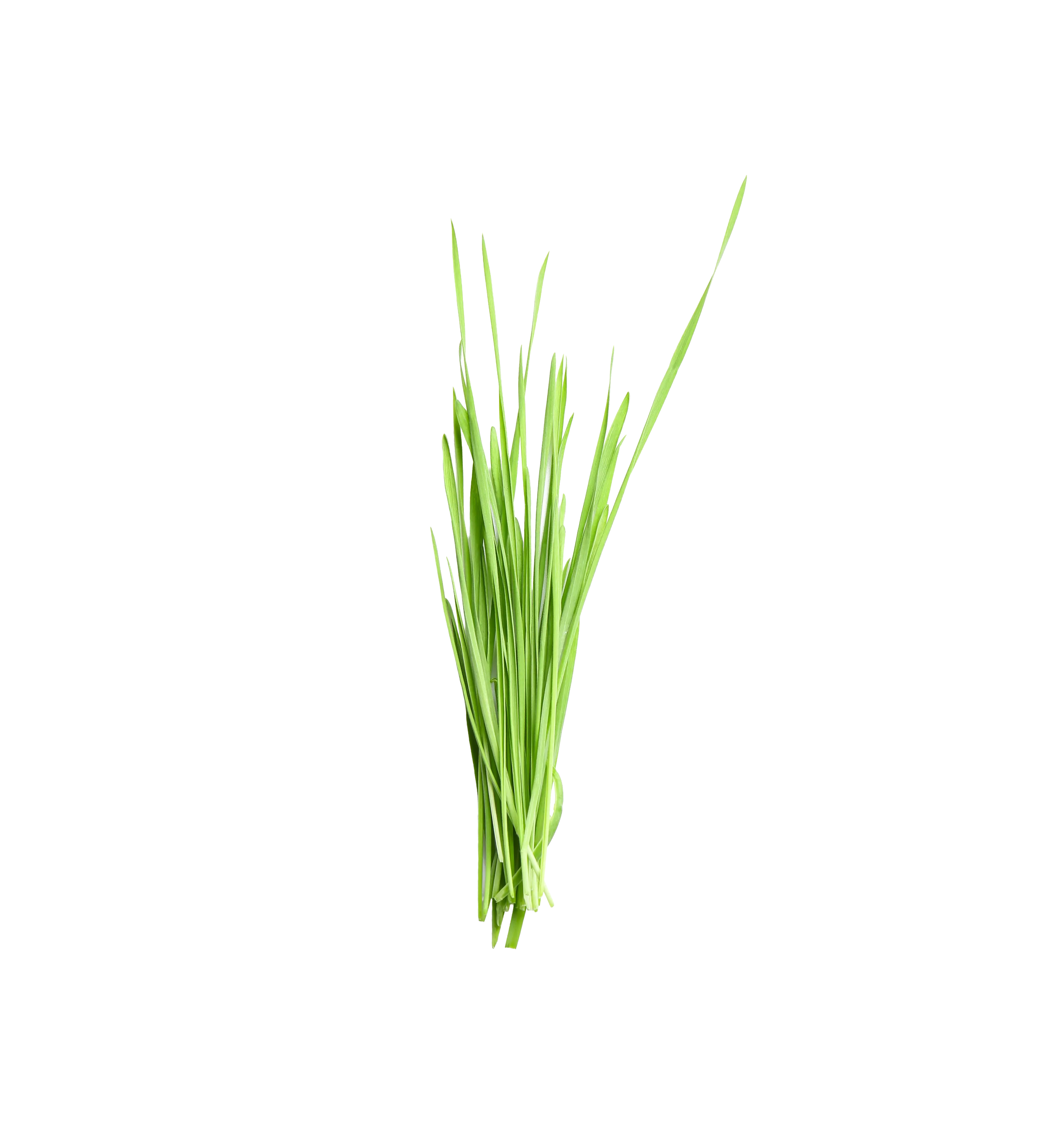 Wheatgrass