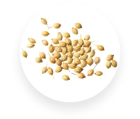 Coriander
